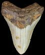 Bargain, Megalodon Tooth - North Carolina #67112-1